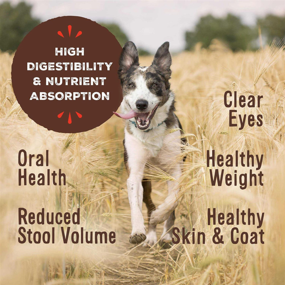 Freeze Dried Beef Pet Supplies N29099
