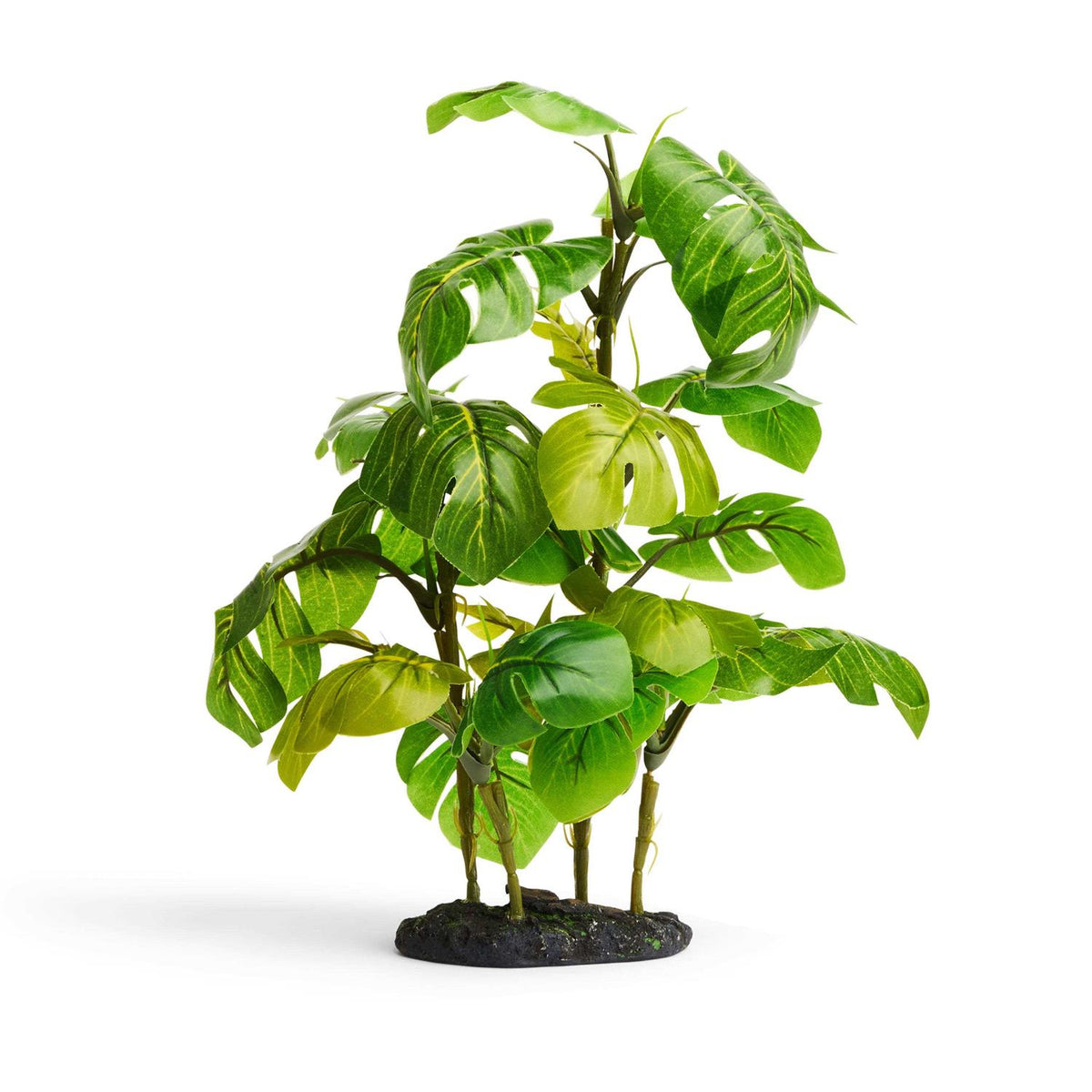 Araceae Plant Terrarium Decor R13247