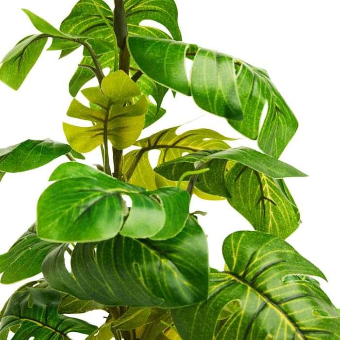Araceae Plant Terrarium Decor R13247