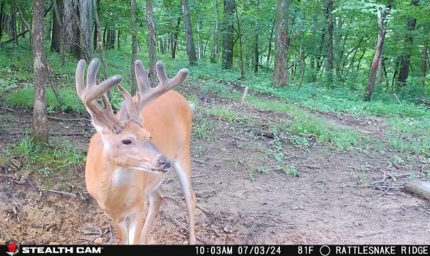 40MP Cellular Trail Camera B646323