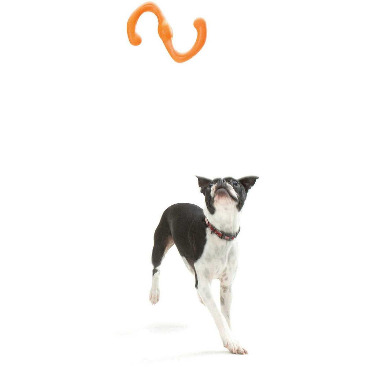 Dog Toy Z18841