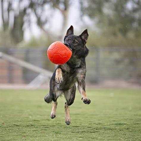 Soccer Ball Pet Supplies B94532