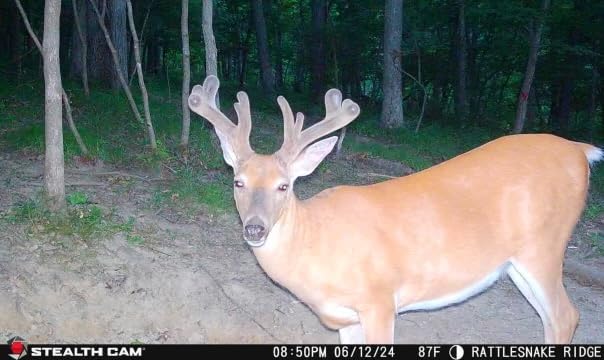 40MP Cellular Trail Camera B646323