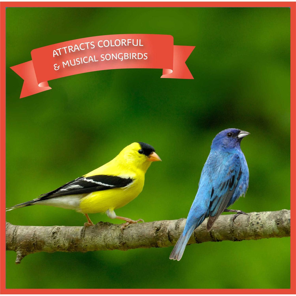 Songbird Blend Bird Seed Y97223