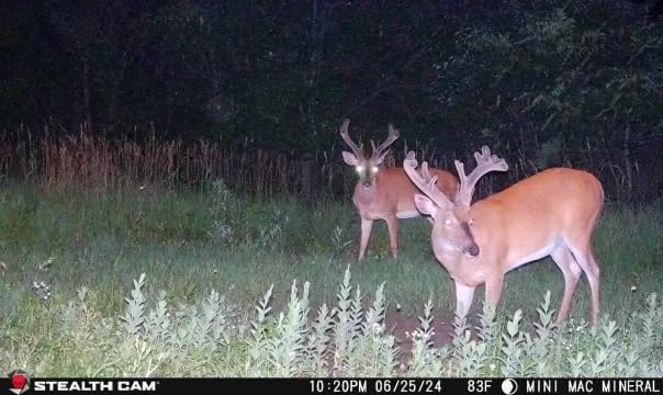 40MP Cellular Trail Camera B646323